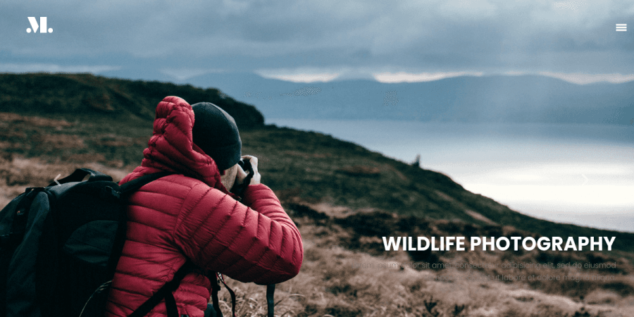 Wildlife Photography